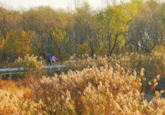 巢湖中垾湿地冬日如画