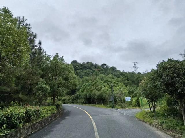 临安最香的桂花，在大梁山上