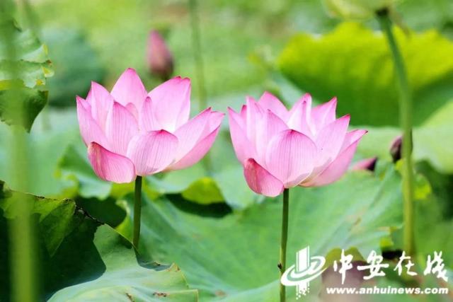 三伏天是多少天（打破近10年40天长伏惯例）