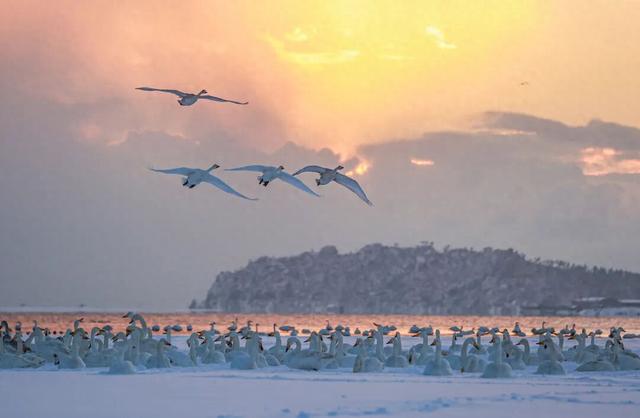 乘高铁看天鹅，还有限时景区优惠！