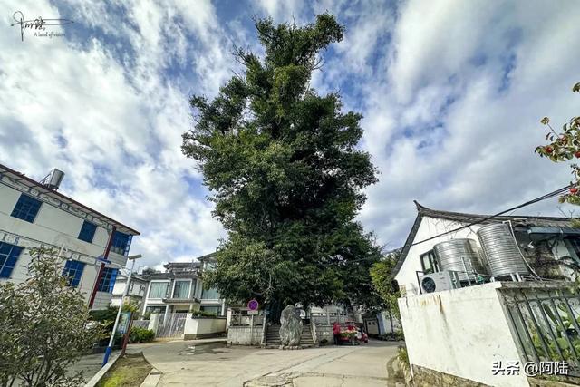 大理有棵黄葛树已经600多岁,曾被砍去一半,如今却枝繁叶茂