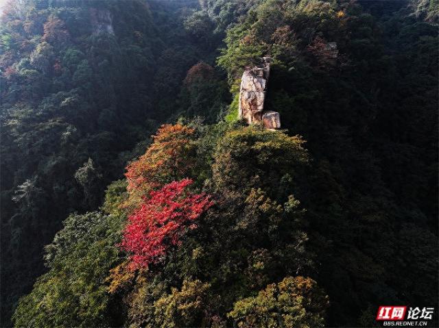 岁暖时刻丨藏在张家界的秘境！四十八寨层林尽染，这斑斓山色谁看了不心动