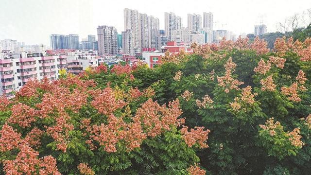 风炉山公园台湾栾树绽放