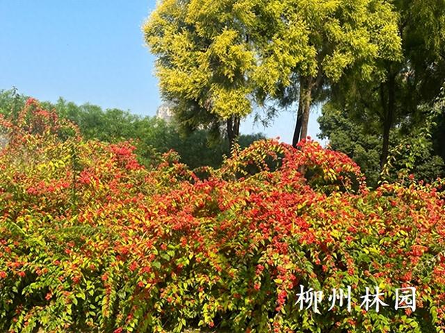 柳州市柳石路游步道变身“红色瀑布”