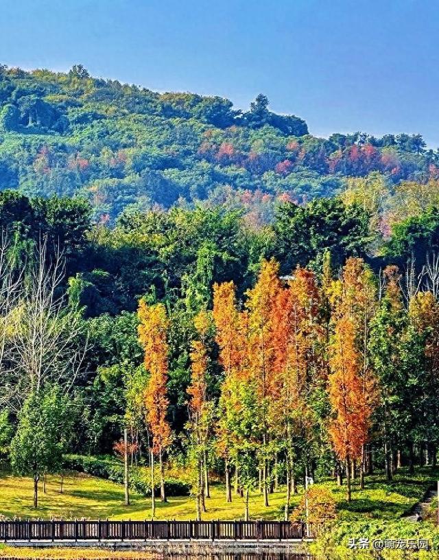 大学城惊现落羽杉美景，寒冬时节橙红叶片如晚霞，搭帐篷享受时光