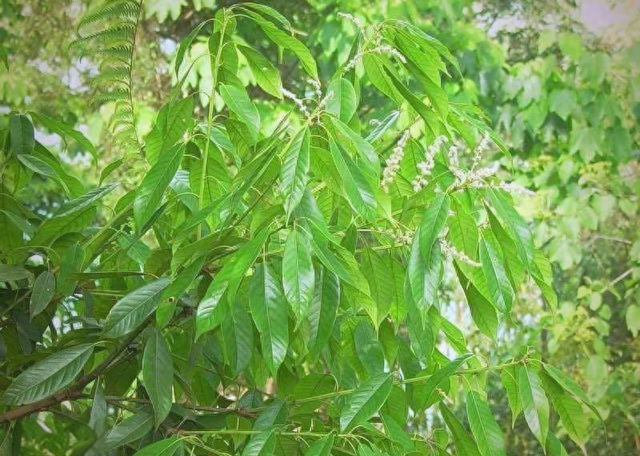 首次发现仅3株，25年云南又发现2株	，网友：不稀奇，老家遍地都是