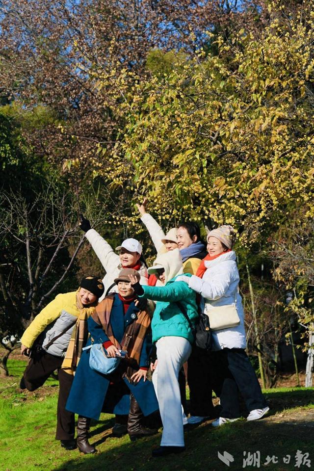 梅樱罕见同框，武汉“花”样奇景变文旅新景
