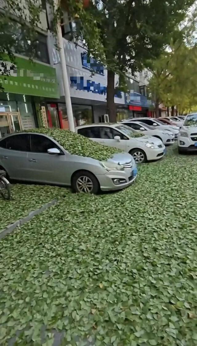 东北多地银杏叶“未黄先落”，市民难觅“满城尽是黄金叶”美景，园林工程师：气候反常是主因