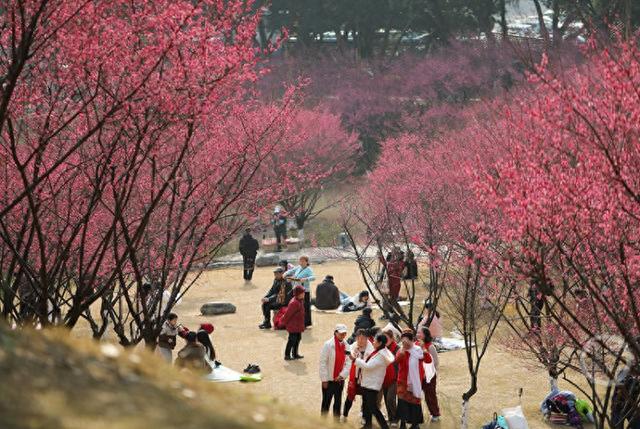 赏花正当时 歌乐山红梅似海漫山香