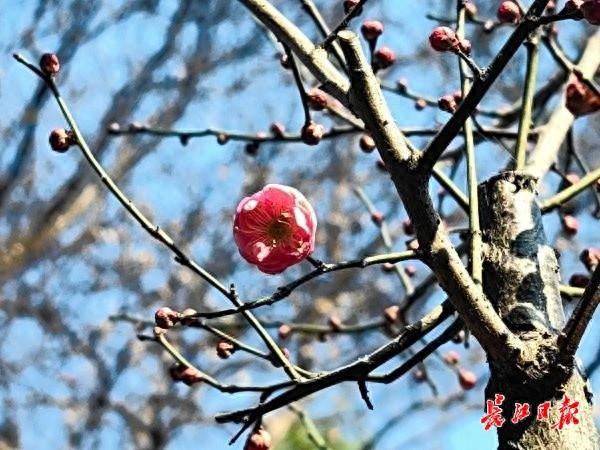 今年的早梅提前一个月开花了！武汉公园梅花与蜡梅同框争艳
