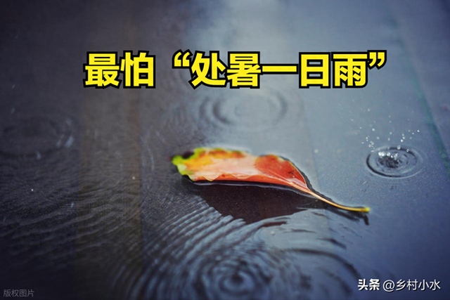 今日“处暑”，老人说最怕“处暑一日雨”，处暑下雨啥预兆？