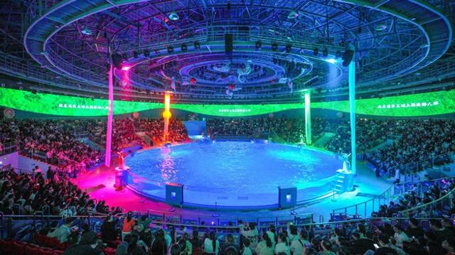 年味不停，宠妮来袭！郑州海昌非遗国潮续写精彩，三月宠妮浪漫接档