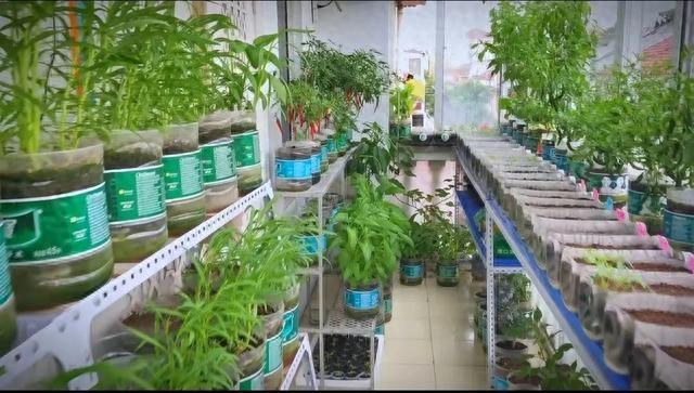 山东女子用200个矿泉水瓶在封闭阳台实现了蔬菜自由，网友:太牛了