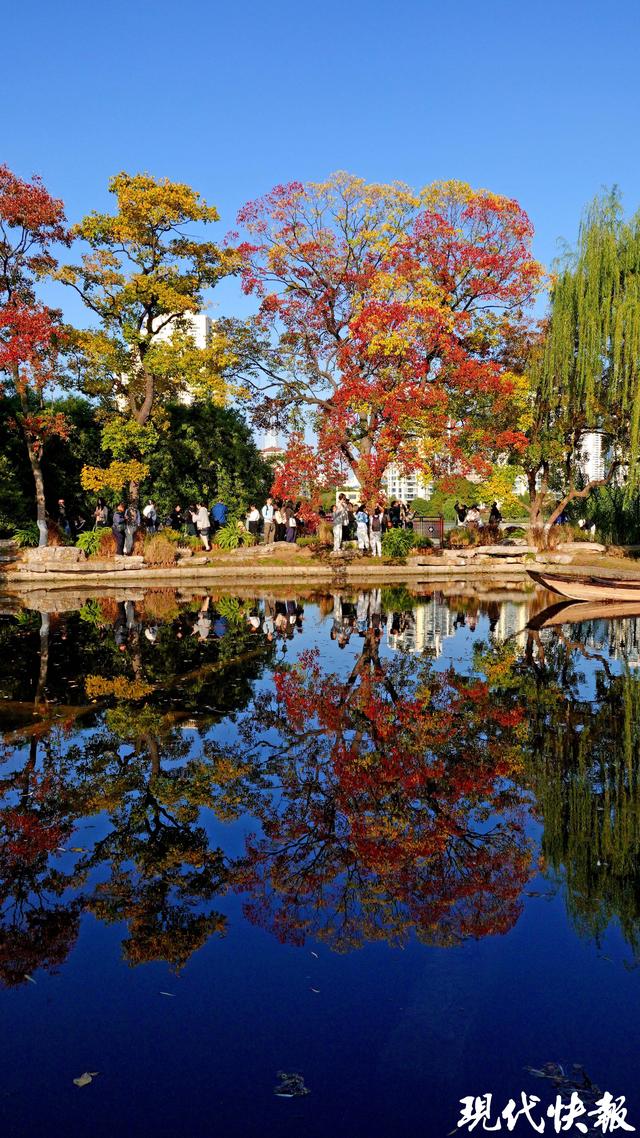 南京莫愁湖“网红”乌桕，层层叠叠的斑斓把秋意拉满