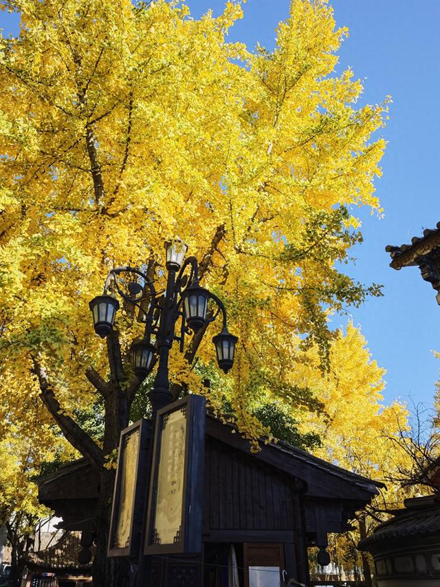 大理古城玉洱路，“满城尽带黄金甲”