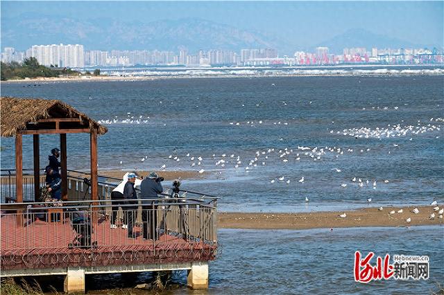 走，到北戴河观鸟去