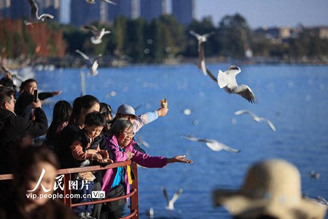 云南昆明：海洪湿地公园再迎越冬 “小精灵”