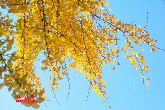 黄了！红了！福州大面积上新！颜值高峰！