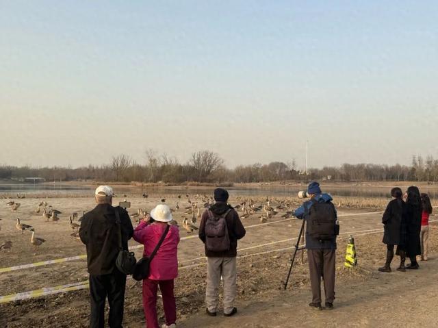 北京南海子公园有游客投喂鸿雁……“别再喂了”“再喂，就飞不了了”