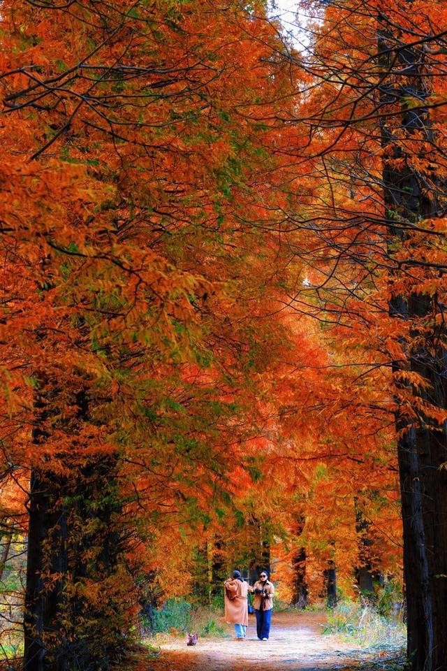 初冬限定！威海藏了片 “红杉秘境”，随手拍都是壁纸级美照