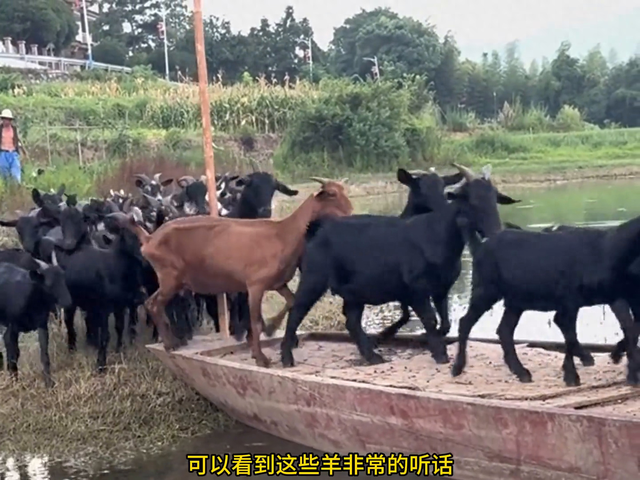 牧羊人过河游戏攻略（牧羊人带着羊过河）