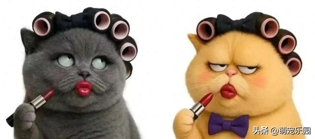 养猫的朋友们，你们是否也被这些毛茸茸的小家伙，深深迷住了