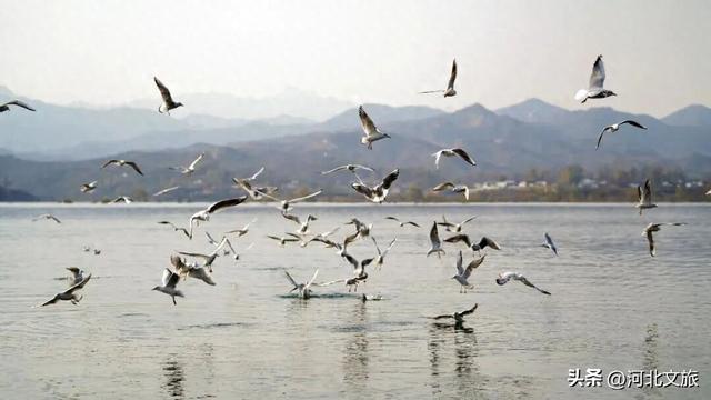 海鸥、华北豹、苍鹭......阜平这是什么神仙生态圈！