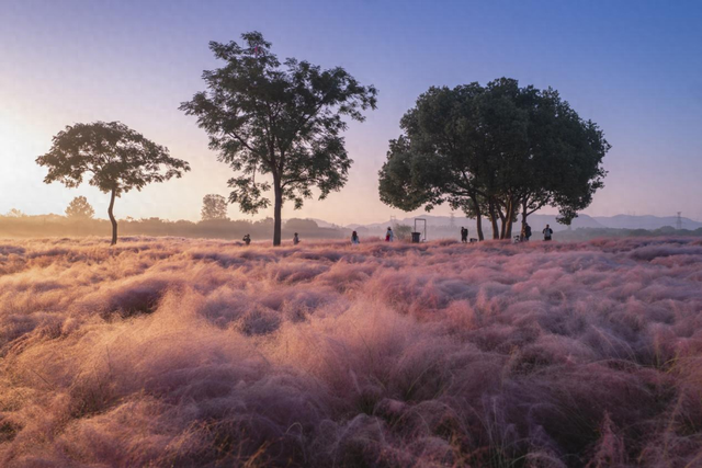 一秒圈“粉”！浙江秋天最动人的“粉色云雾”来了