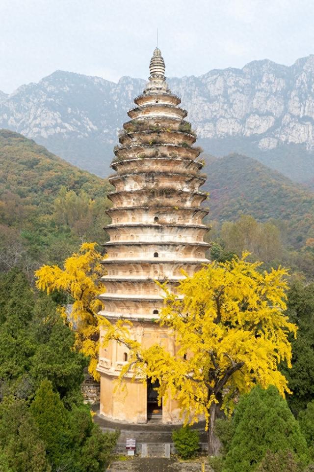 全郑州人都在等的银杏，黄了