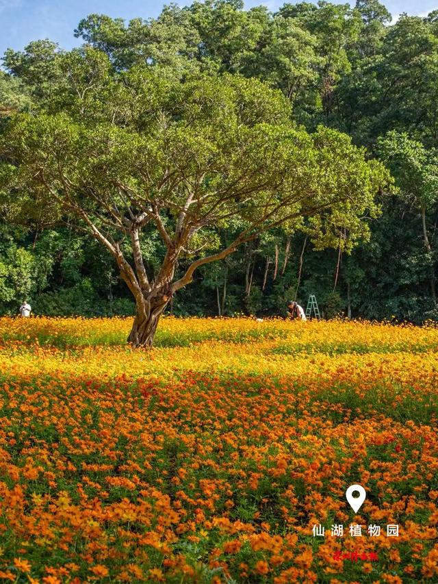 美丽深圳·每日一图｜2025年11月30日