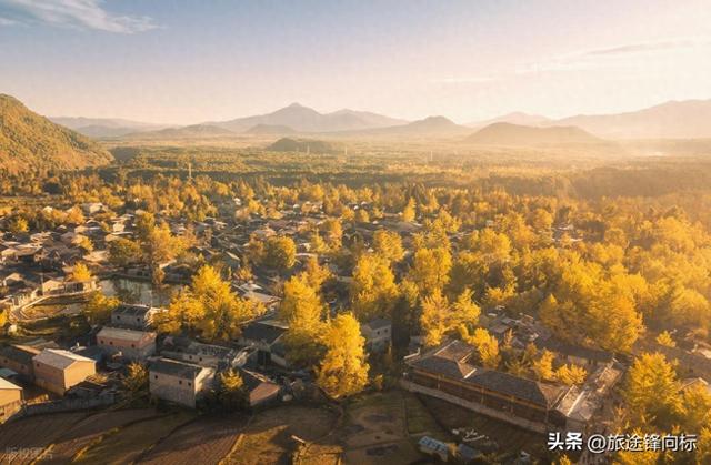 腾冲银杏爆火攻略，藏在金黄里的秋日浪漫，3天玩出氛围感