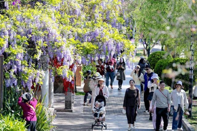 紫藤盛放如瀑，昆明春日赏花季迎来“紫调时刻”
