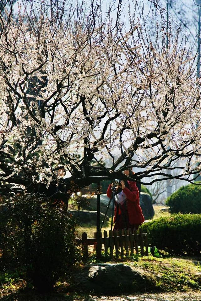 暖冬催花早，300年古树雪梅开花啦！