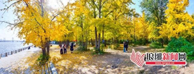 初冬临沂银杏进入观赏佳期 多地盛景引客来