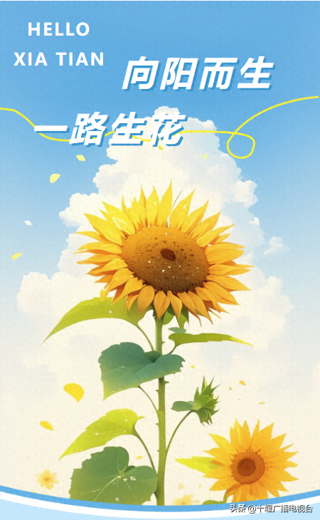 十堰这片向日葵花海，随手一拍就是大片