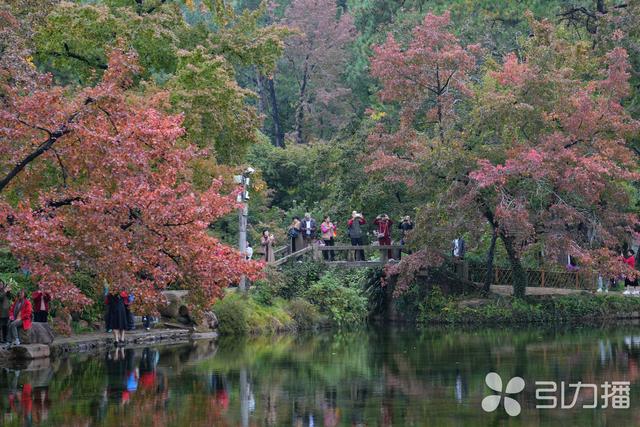 本周起，苏州天平山红枫迎来最佳观赏期
