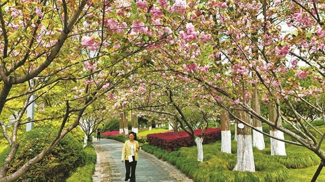 甬城上演春日最后一场樱花盛宴
