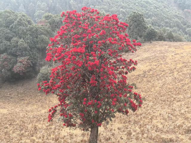 马年新春，赴一场“彝山火树”的盛大浪漫！
