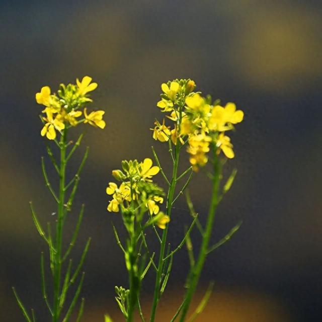 陇南油菜花提前开放，今天可以约起走！