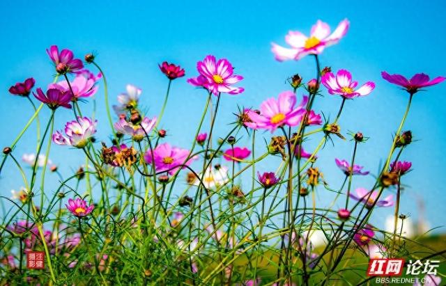 秋游时刻丨在安乡书院洲，被格桑花海和柳林清风彻底治愈了