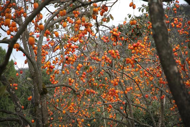 贵州黔南：初冬“柿柿”如意“柿”景醉游人