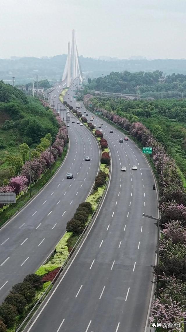泸州限定浪漫！二环路、兆和路迎来紫荆花盛放期