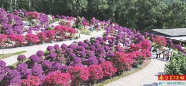 300余种簕杜鹃绽放莲花山