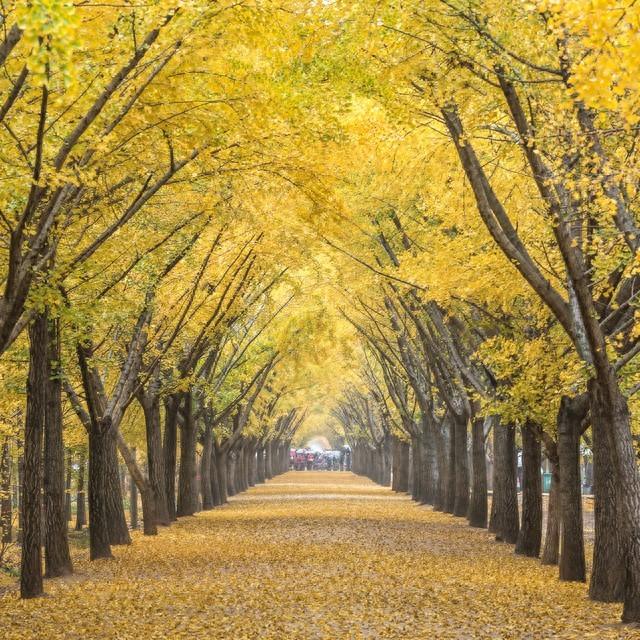 徐州又一景点火了！被称为“金色童话世界”，90%本地人不知道