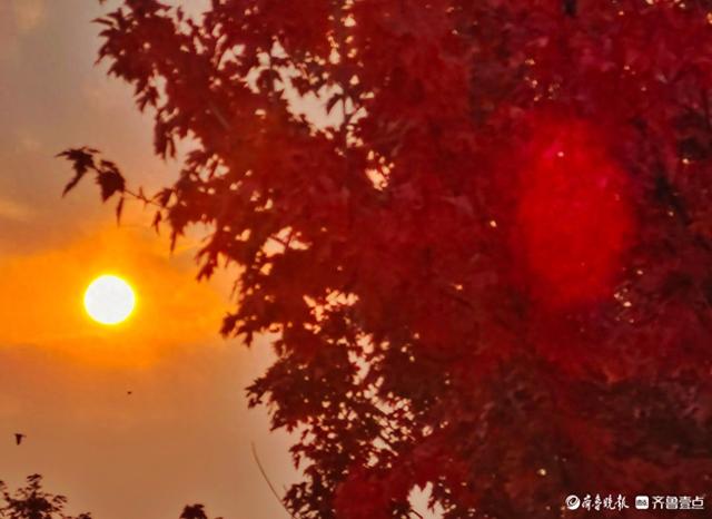 滨河公园枫叶红，多彩秋意景色浓