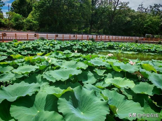 花山，何以美？