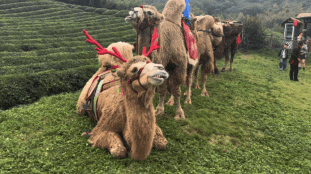 驼铃响江南~阿拉善驼队走进绍兴坡塘村，村书记大呼“我们成骆驼村啦！”