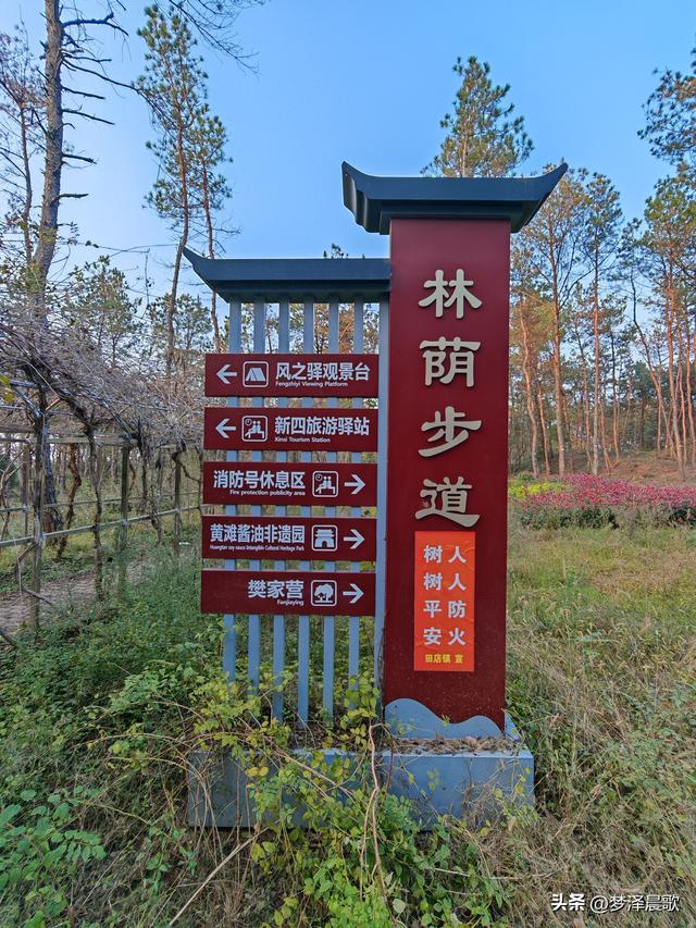 应城：有名店林场林荫步道 让你邂逅四季生态画卷