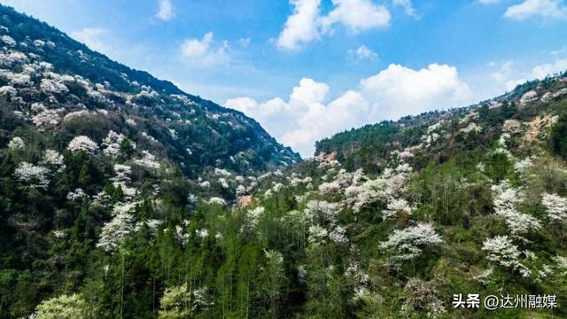 也就亿点点好看吧！月亮坪万亩野樱花海上线，快来打卡~