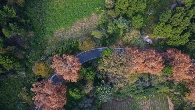 美！金堂这条梧桐大道，来一次就爱上！